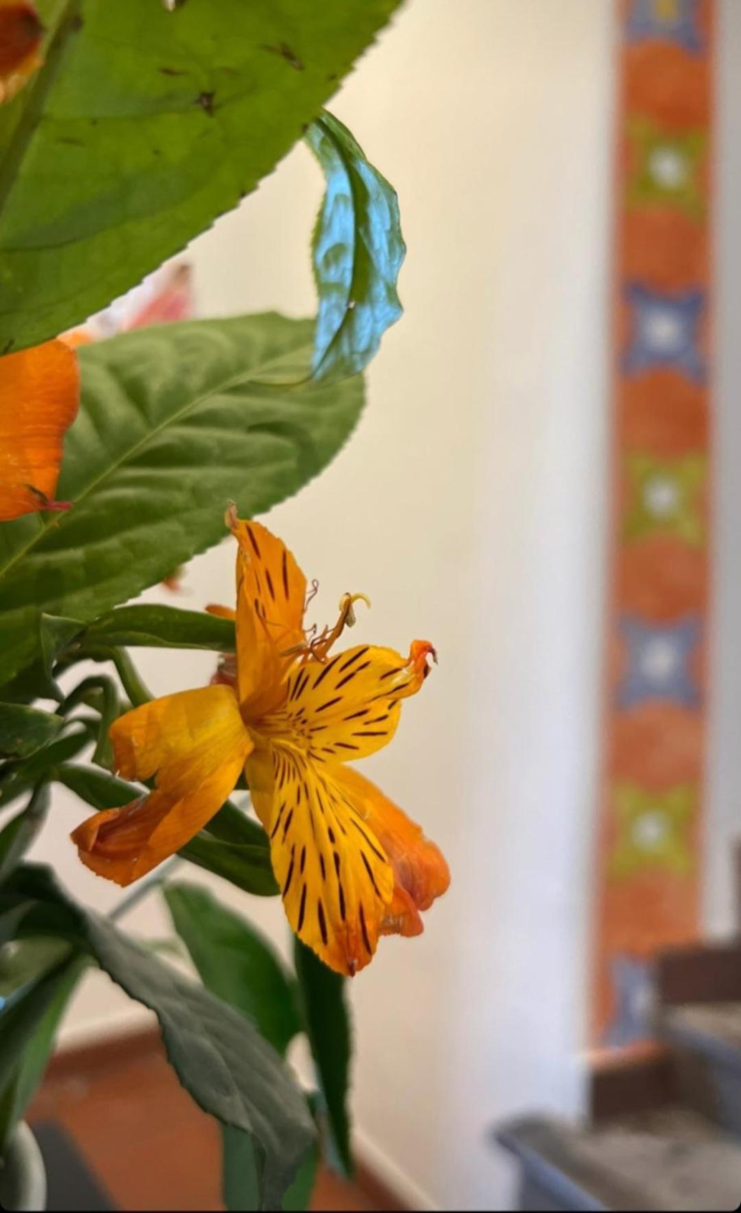 Hotel Suenos Del Inka Cusco Ngoại thất bức ảnh